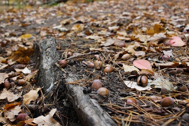 Unduh gratis Autumn Ground Leaves - foto atau gambar gratis untuk diedit dengan editor gambar online GIMP