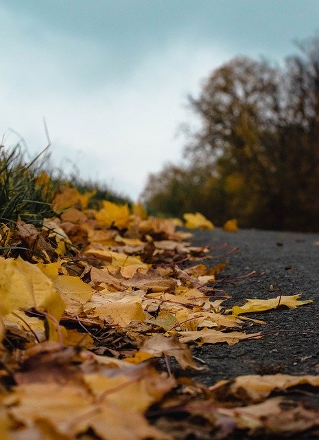دانلود رایگان Autumn Heaven Road - عکس یا عکس رایگان رایگان قابل ویرایش با ویرایشگر تصویر آنلاین GIMP