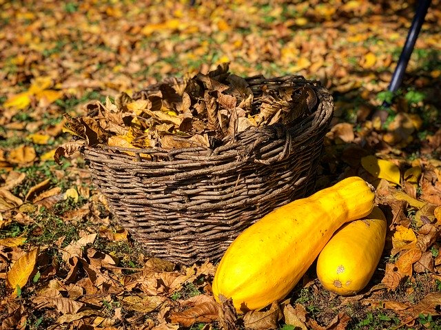 Скачать бесплатно Autumn Holidays Leaves - бесплатную фотографию или картинку для редактирования с помощью онлайн-редактора изображений GIMP