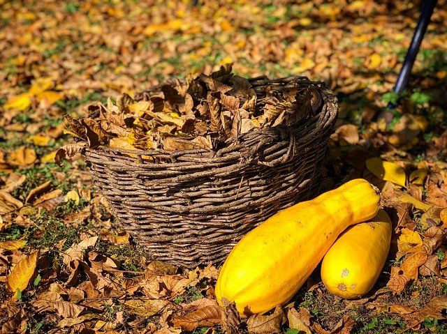 ດາວ​ໂຫຼດ​ຟຣີ Autumn Holidays Leaves - ຮູບ​ພາບ​ຟຣີ​ຫຼື​ຮູບ​ພາບ​ທີ່​ຈະ​ໄດ້​ຮັບ​ການ​ແກ້​ໄຂ​ກັບ GIMP ອອນ​ໄລ​ນ​໌​ບັນ​ນາ​ທິ​ການ​ຮູບ​ພາບ