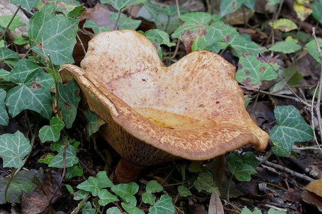 Безкоштовно завантажте Autumn Humidity Mushrooms — безкоштовну фотографію або зображення для редагування за допомогою онлайн-редактора зображень GIMP