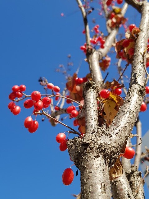 Téléchargement gratuit Autumn Image Fall The - photo ou image gratuite à modifier avec l'éditeur d'images en ligne GIMP