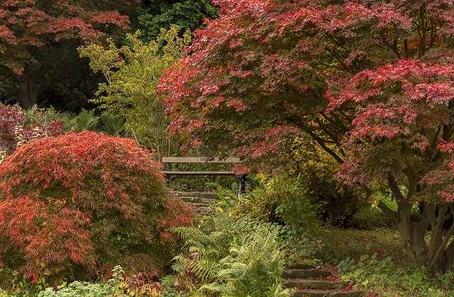 Téléchargement gratuit Arbres d'été indiens d'automne - photo ou image gratuite à modifier avec l'éditeur d'images en ligne GIMP