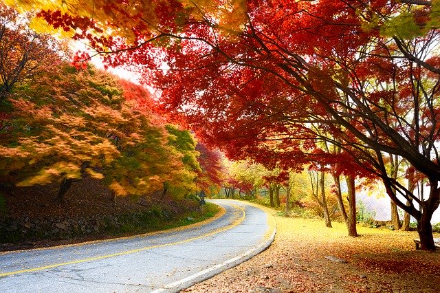 Free download Autumn In Gil -  free photo or picture to be edited with GIMP online image editor