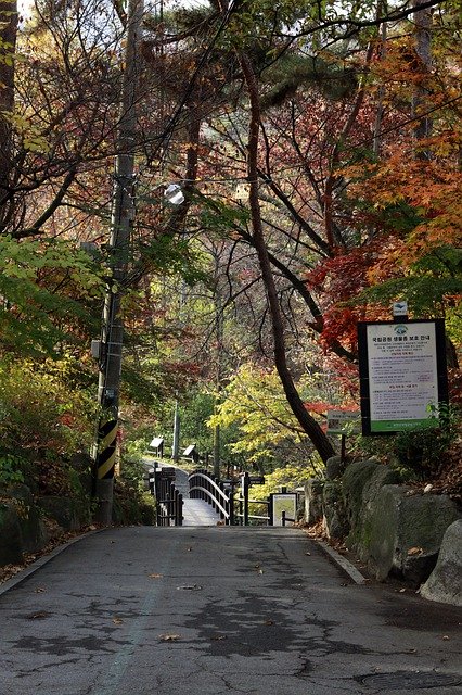 Descărcare gratuită Autumn In Seoul - fotografie sau imagini gratuite pentru a fi editate cu editorul de imagini online GIMP