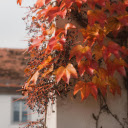 Autumn Ivy on Urban Wall  screen for extension Chrome web store in OffiDocs Chromium