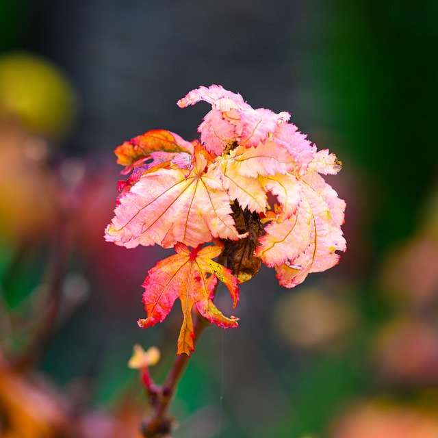 הורדה חינם Autumn Japanese Maple Faded Close - תמונה או תמונה בחינם לעריכה עם עורך תמונות מקוון GIMP