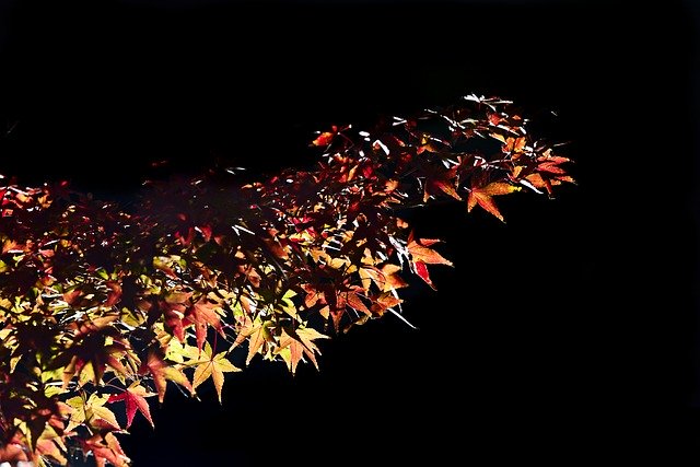 Descarga gratuita Autumn Japan Maple Leaf: foto o imagen gratuita para editar con el editor de imágenes en línea GIMP