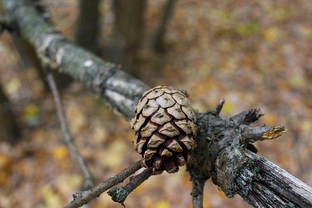 Free download Autumn Kienapfel Tree -  free photo or picture to be edited with GIMP online image editor