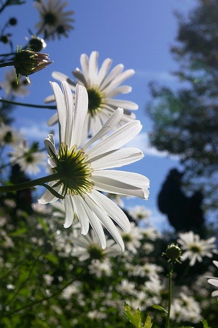 Free picture Autumn Korean Daisy White Flower -  to be edited by GIMP free image editor by OffiDocs