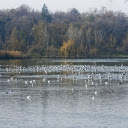 ดาวน์โหลดฟรี Autumn Lake - ภาพถ่ายหรือรูปภาพฟรีที่จะแก้ไขด้วยโปรแกรมแก้ไขรูปภาพออนไลน์ GIMP