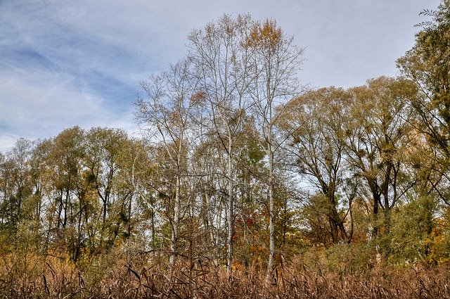 Free download Autumn Landscape Birch -  free free photo or picture to be edited with GIMP online image editor