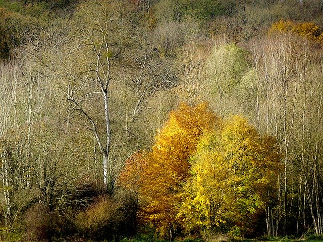 Free download Autumn Landscape Fall Wood -  free photo or picture to be edited with GIMP online image editor