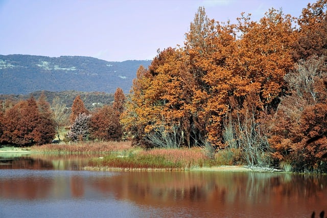 دانلود رایگان عکس جنگل طبیعت چشم انداز پاییزی برای ویرایش با ویرایشگر تصویر آنلاین رایگان GIMP