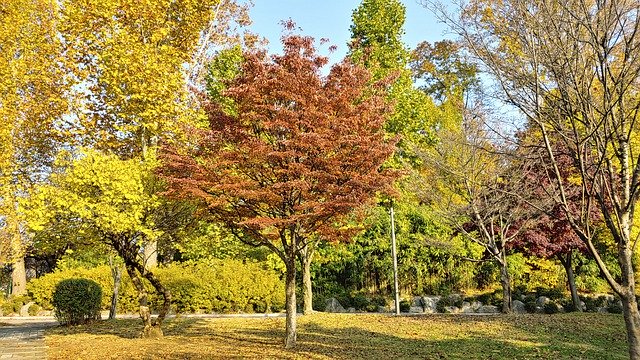 הורדה חינם Autumn Landscape The Leaves - תמונה או תמונה בחינם לעריכה עם עורך התמונות המקוון GIMP