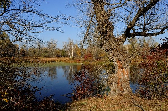 Kostenloser Download von Autumn Landscape Tree – kostenloses Foto oder Bild zur Bearbeitung mit dem Online-Bildeditor GIMP