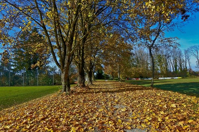 دانلود رایگان Autumn Late Leaves - عکس یا تصویر رایگان قابل ویرایش با ویرایشگر تصویر آنلاین GIMP