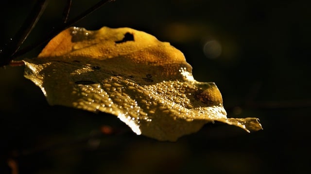 Free download autumn leaf dew bokeh nature free picture to be edited with GIMP free online image editor