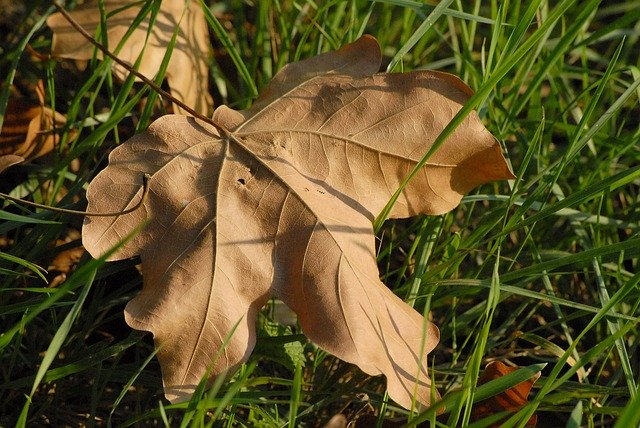 Muat turun percuma Autumn Leaf Fall - foto atau gambar percuma untuk diedit dengan editor imej dalam talian GIMP