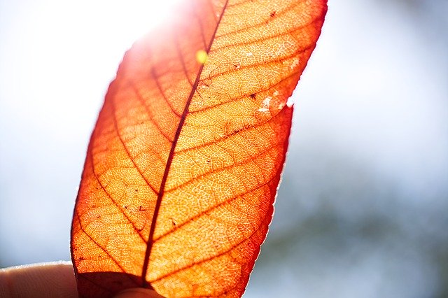 ดาวน์โหลดเทมเพลตรูปภาพฟรี Autumn Leaf Fall Leaves เพื่อแก้ไขด้วยโปรแกรมแก้ไขรูปภาพออนไลน์ GIMP