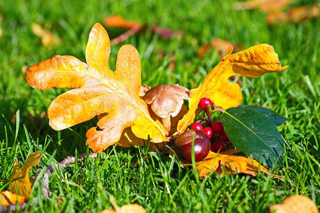 Template Photo Autumn Leaf Grass -  for OffiDocs