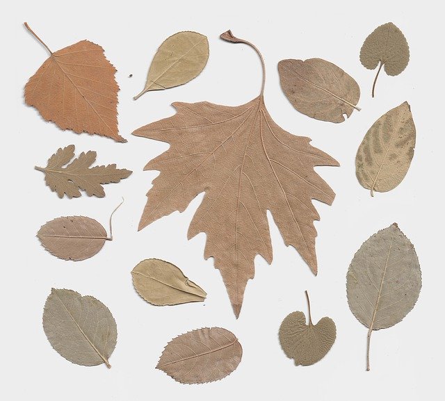 Free download Autumn Leaf Herbarium -  free photo or picture to be edited with GIMP online image editor