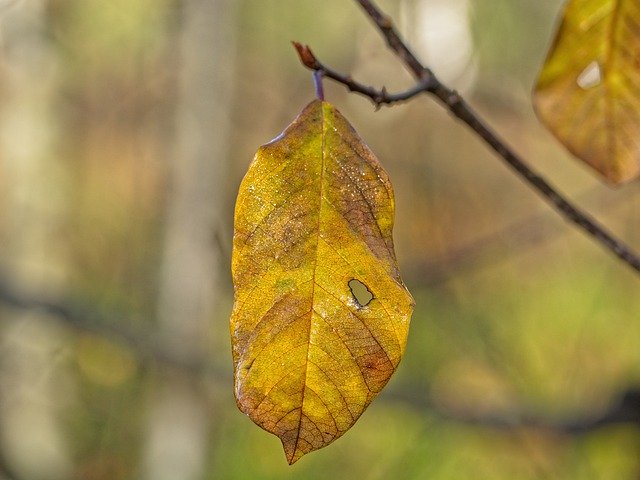 הורדה חינם Autumn Leaf Individually - תמונה או תמונה בחינם לעריכה עם עורך התמונות המקוון GIMP