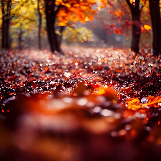 Free download autumn leaf leaves fall nature free picture to be edited with GIMP free online image editor