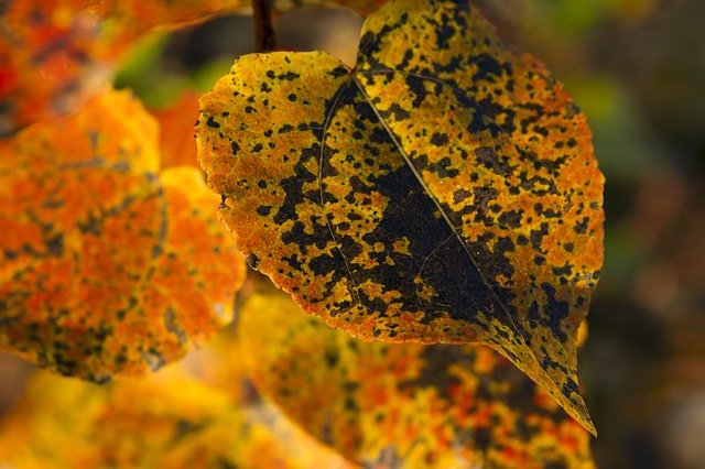 Template Photo Autumn Leaf Nature -  for OffiDocs