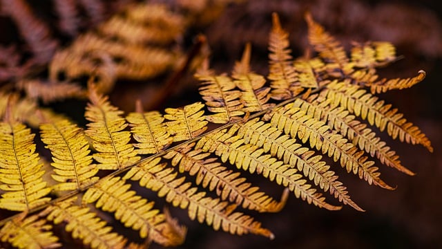 Free download autumn leaf nature botany foliage free picture to be edited with GIMP free online image editor