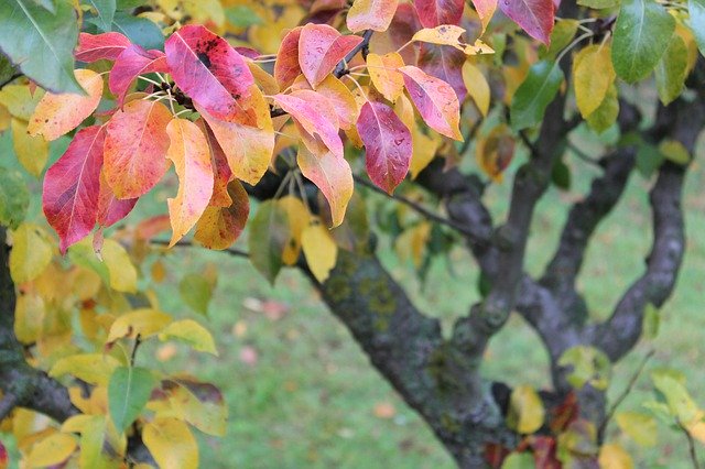 Unduh gratis Autumn Leaf Outdoor - foto atau gambar gratis untuk diedit dengan editor gambar online GIMP
