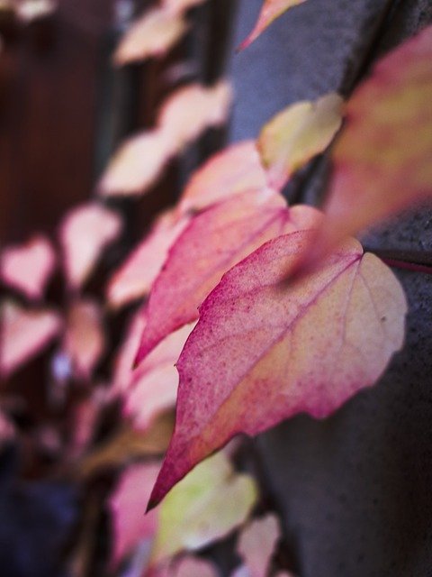 Bezpłatne pobieranie jesiennych liści czerwonych liści - bezpłatne zdjęcie lub obraz do edycji za pomocą internetowego edytora obrazów GIMP