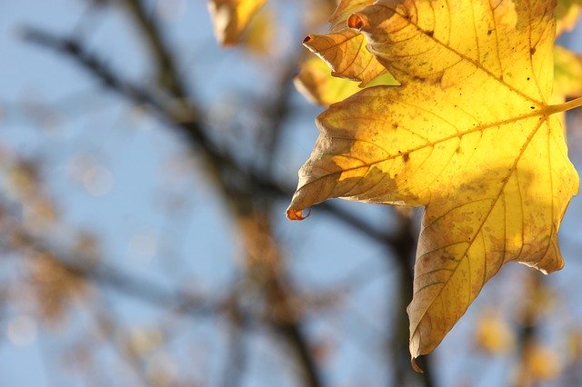 Template Photo Autumn Leaf Season for OffiDocs