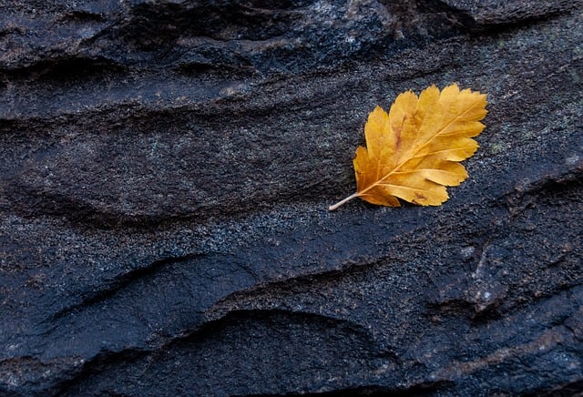 Free download autumn leaf seasonal foliage botany free picture to be edited with GIMP free online image editor
