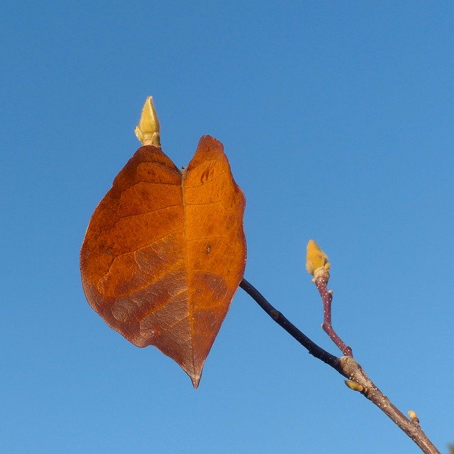 Скачать бесплатно Autumn Leaf Sheet Orange - бесплатное фото или изображение для редактирования с помощью онлайн-редактора изображений GIMP