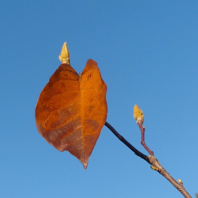 Free download Autumn Leaf Sheet Orange -  free photo or picture to be edited with GIMP online image editor