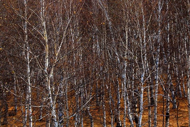 הורדה חינם Autumn Leaf Tree - תמונה או תמונה בחינם לעריכה עם עורך התמונות המקוון GIMP