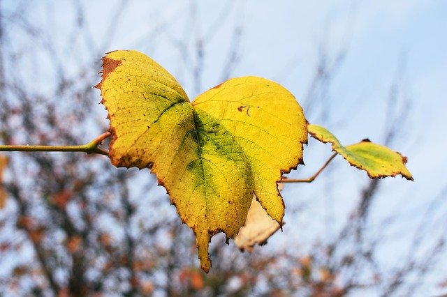 Gratis download Autumn Leaf Yellow - gratis foto of afbeelding om te bewerken met GIMP online afbeeldingseditor