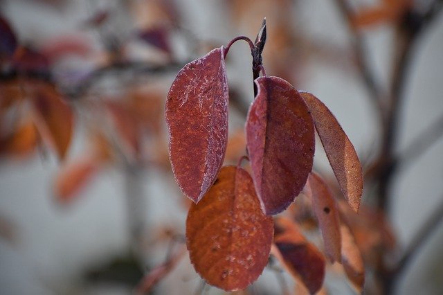 הורדה חינם Autumn Leann Frost - תמונה או תמונה בחינם לעריכה עם עורך התמונות המקוון GIMP