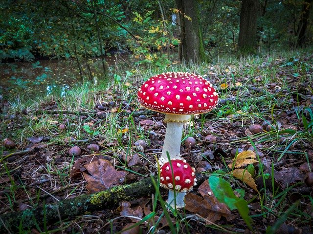 Téléchargement gratuit Feuilles d'automne Acorns Fall - photo ou image gratuite à éditer avec l'éditeur d'images en ligne GIMP