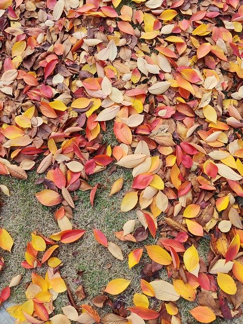 ดาวน์โหลดฟรี Autumn Leaves Al Green Moon Rock - ภาพถ่ายหรือรูปภาพที่จะแก้ไขด้วยโปรแกรมแก้ไขรูปภาพออนไลน์ GIMP ได้ฟรี