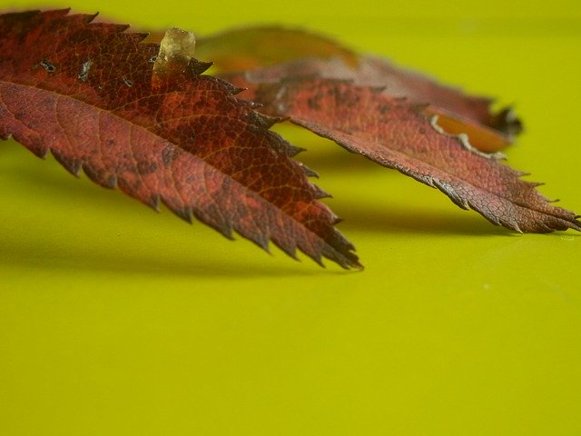 Free download Autumn Leaves And -  free photo or picture to be edited with GIMP online image editor