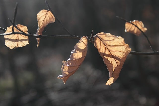 Free download autumn leaves beech leaves dried up free picture to be edited with GIMP free online image editor