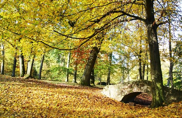 Template Photo Autumn Leaves Bridge -  for OffiDocs