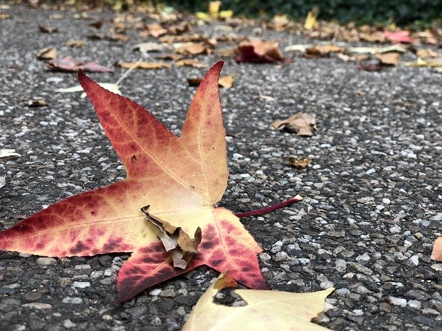 বিনামূল্যে ডাউনলোড করুন Autumn Leaves Bright - বিনামূল্যে ছবি বা ছবি GIMP অনলাইন ইমেজ এডিটর দিয়ে সম্পাদনা করা হবে