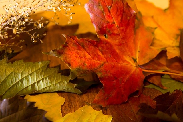 Descarga gratuita Autumn Leaves Bright Foliage - foto o imagen gratuita para editar con el editor de imágenes en línea GIMP