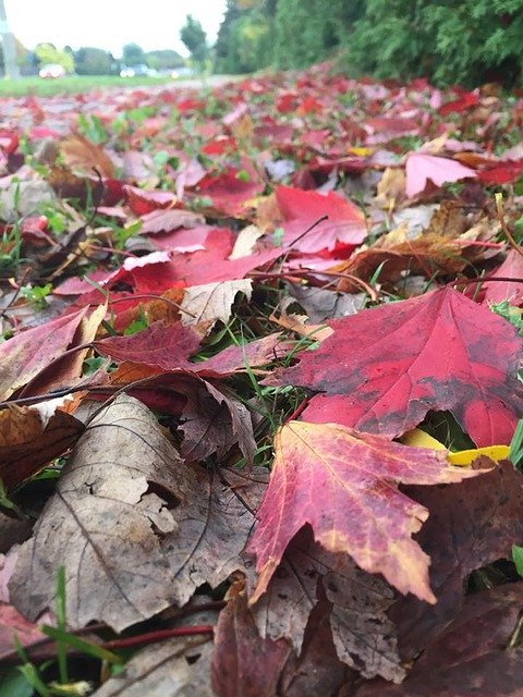 Bezpłatne pobieranie Autumn Leaves Canada - bezpłatne zdjęcie lub obraz do edycji za pomocą internetowego edytora obrazów GIMP