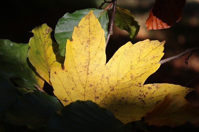 Безкоштовно завантажте Autumn Leaves Close Up - безкоштовну фотографію або зображення для редагування за допомогою онлайн-редактора зображень GIMP