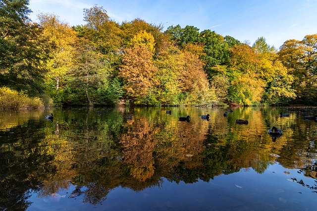 Unduh gratis Autumn Leaves Color Fall - foto atau gambar gratis untuk diedit dengan editor gambar online GIMP