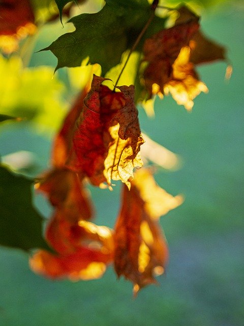 Скачать бесплатно Autumn Leaves Colors - бесплатную фотографию или картинку для редактирования с помощью онлайн-редактора GIMP